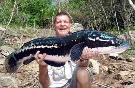 freshwater giant snakehead